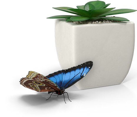 Blue butterfly + potted succulent; copyright 2021 Sheila Dent