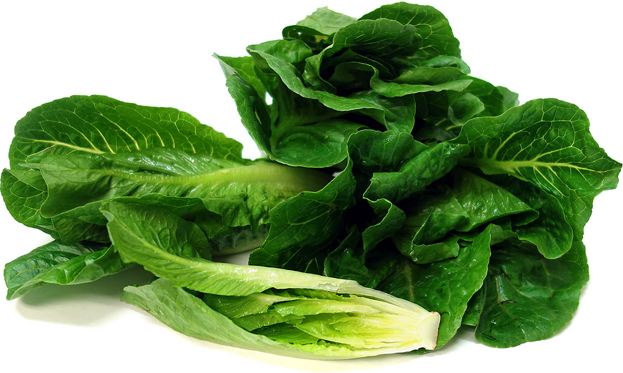 romaine lettuce